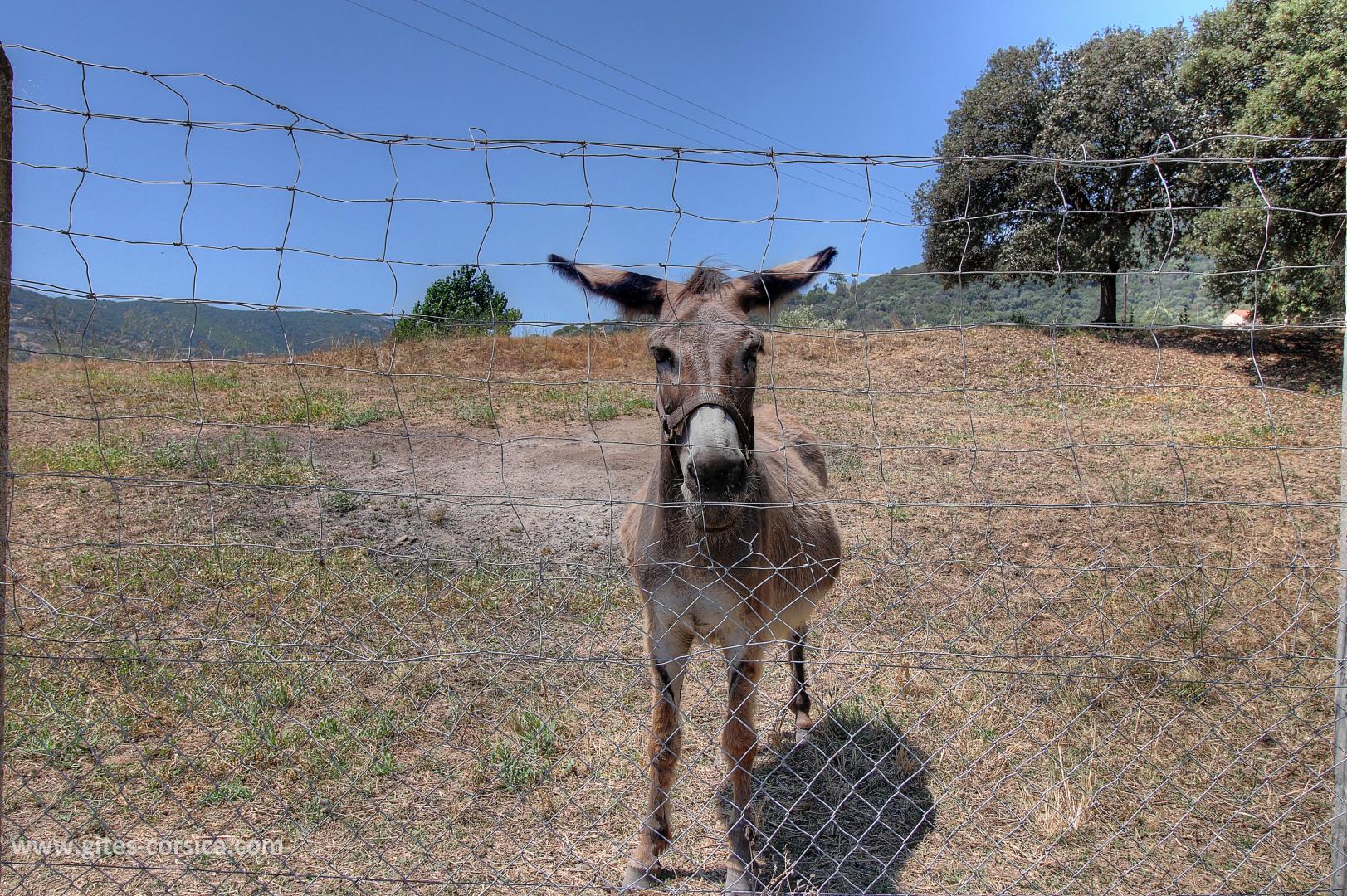 G�te rural � Ajaccio en Corse 