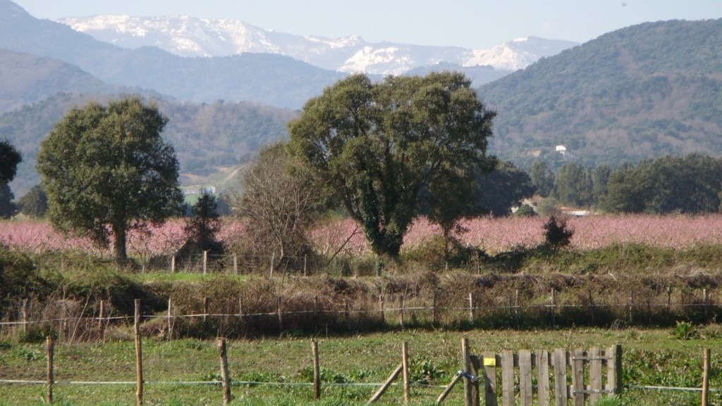 G�te rural 56123 � Querciolo en Haute Corse : Sorbo au Printemps