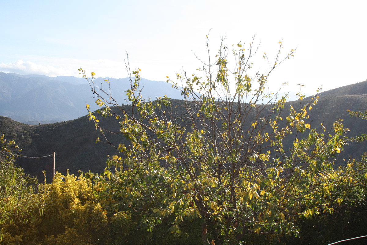 G�te rural � Castifao en Haute-Corse : vue depuis la terrasse