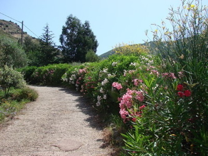 Route d'acc�s fleurie aux gites
